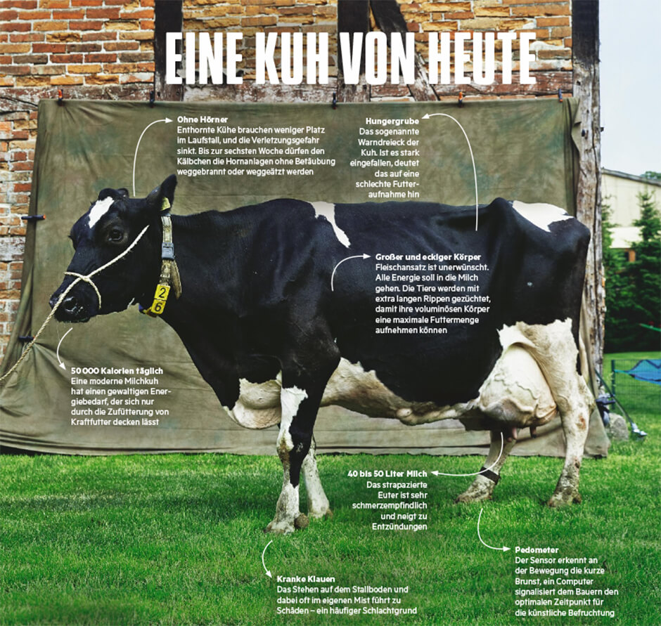 Hochleistungskühe Hochleistungskühe